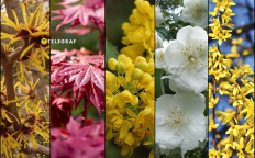 Какие неприхотливые кусты посадить, пока холодно