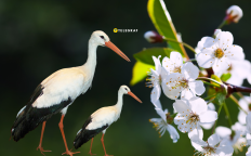 Аисты прилетают весной