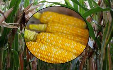 Как сажать кукурузу через рассаду