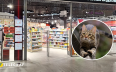 Кот в магазине