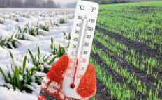 Поля Украины