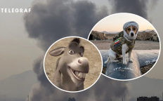 Взрыв, ишак из "Шрека" и пес