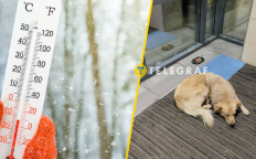 Жужа из Днепра