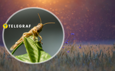 Саранча, комары над васильковым полем