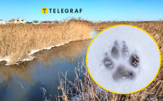 Шакалы начали часто наведываться во двор людей в Одесской области