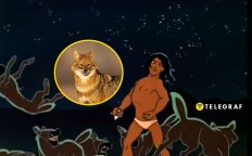 Шакал, Маугли, "рыжие собаки"