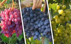 Велес, Каталонія, Аркадія – незамінні сорти на ринку