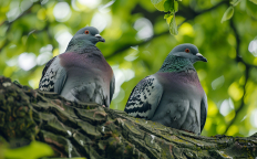 Какие дикие голуби живут в городах