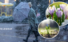 Непогода и цветы