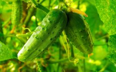 У теплиці краще вирощувати огірки гібридні та "партенокарпіки"