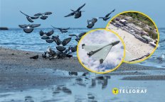 Птицы на море в Одессе, "Ланжерон" и шахед