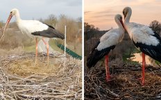 Аисты. Фото с камеры видеонаблюдения за гнездом