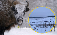 Зубры в Винницкой области