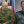 Андрій Пітонов
