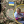 Каролина Терещенко