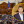 Анастасія Рибенко