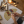 Диана Могилевич