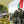 Анастасія Рибенко