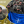 Максим Жорин