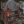 Наталя Граковська