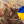 Катерина Шполянская
