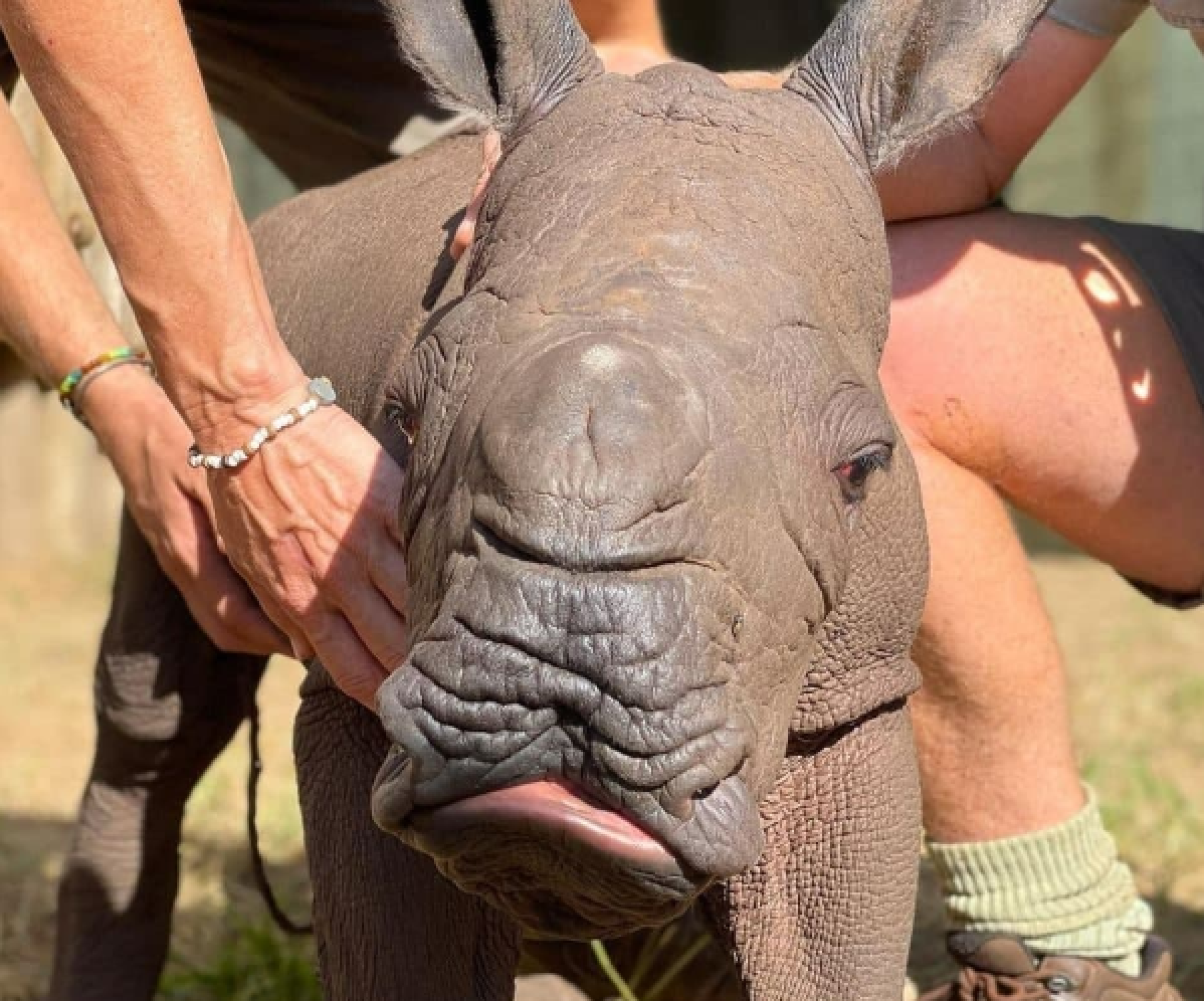 В Африке в заповеднике Сare for wild носорог подружился с зеброй — фото и  видео - Телеграф