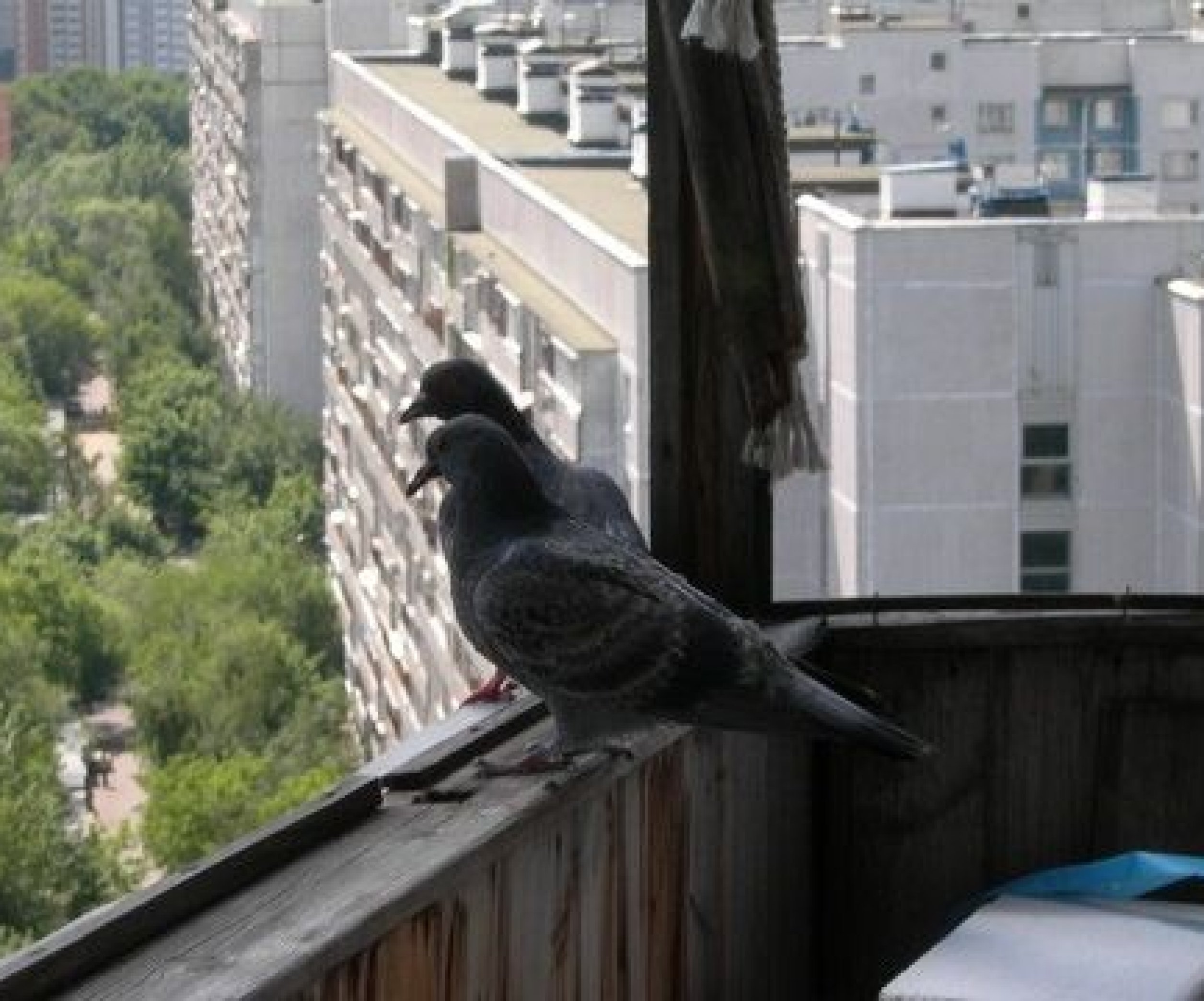 Как избавиться от голубей дома. Голуби на балконе. От голубей на балконе. Отпугиватель птиц на балкон. Домик для голубя на балконе.