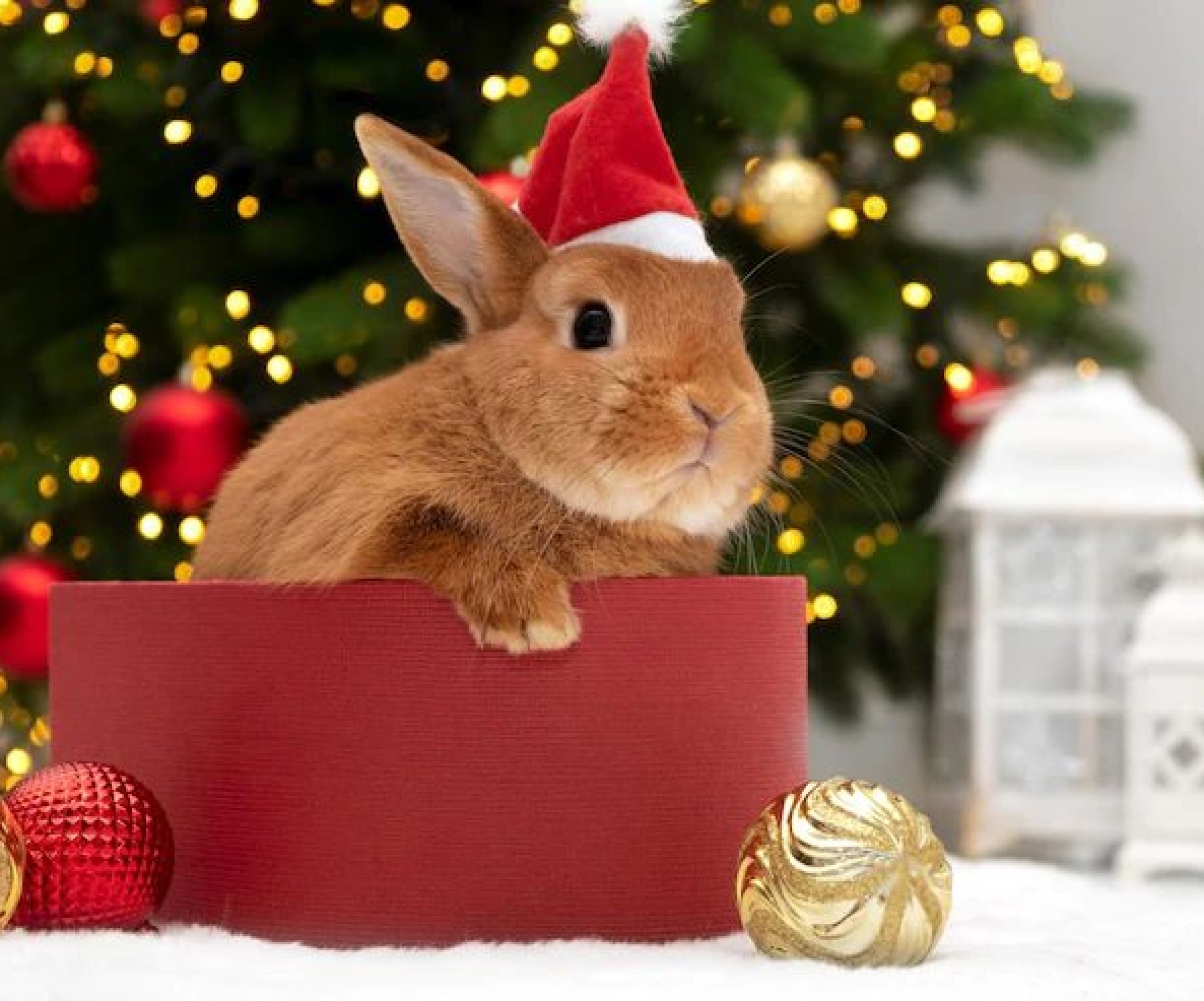 Новым годом год кролика. С новым годом кролика. Кролик новый год. Рождественский кролик. С новым годом кролика 2023.