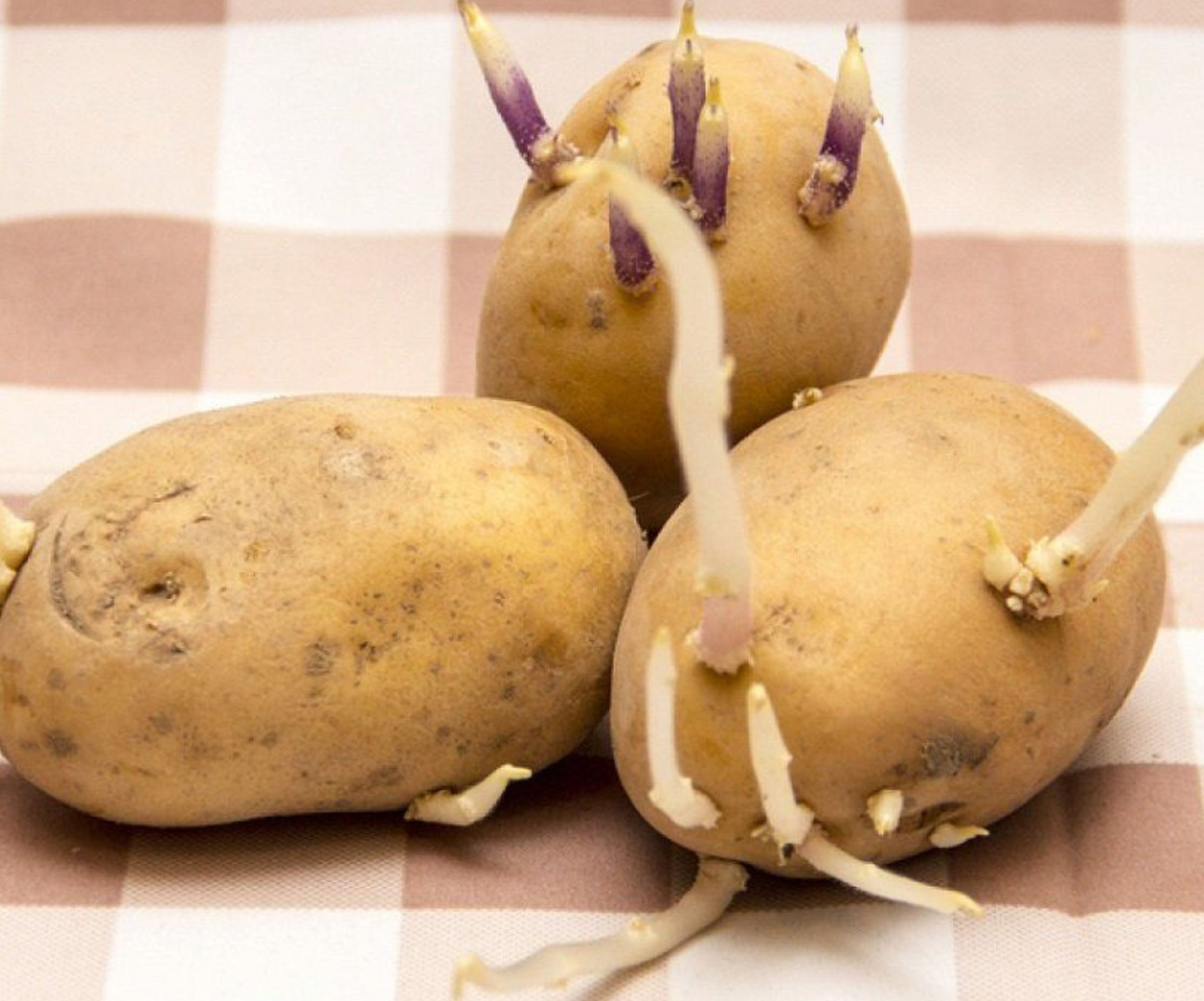 Правильная посадка картофеля мотоблоком: технология и схема (видео)