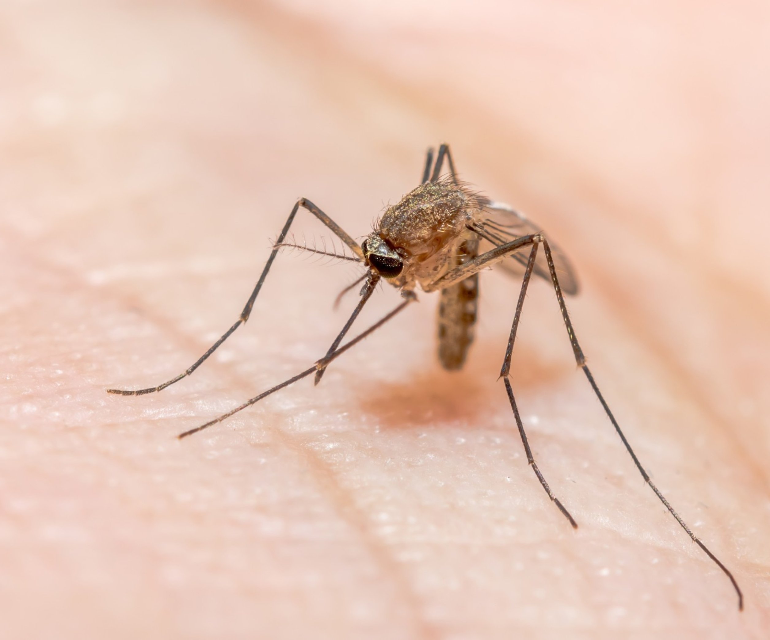 Що приносять комарі?