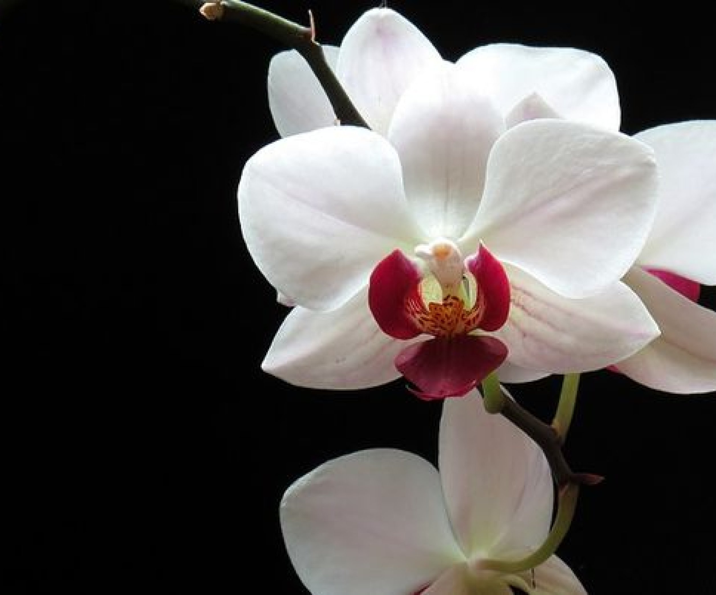 Цветки и бутоны орхидеи