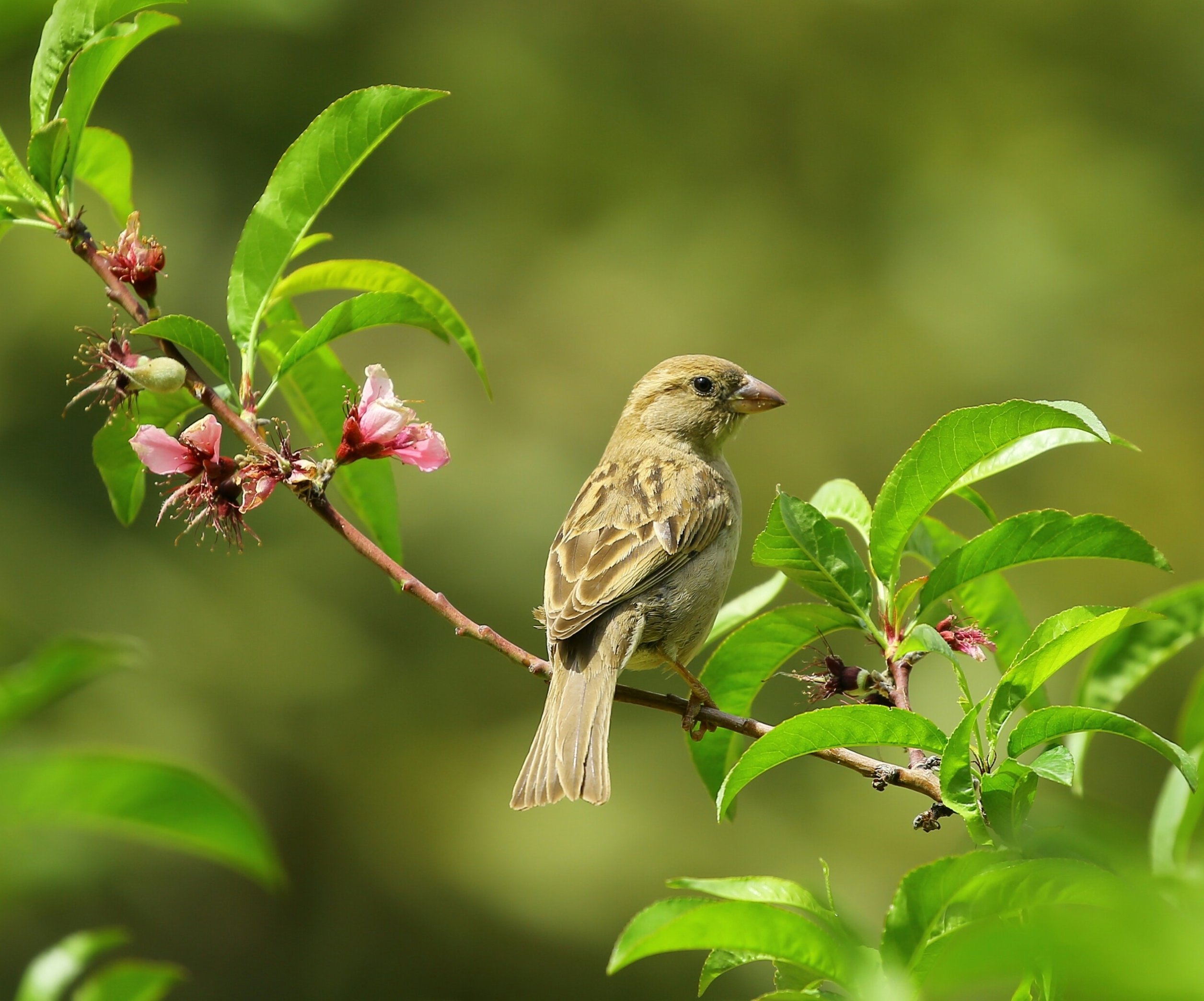 Birds sing songs. Природа птицы. Morning Bird. Пение птиц и звуки дождя. Релакс пение птиц.