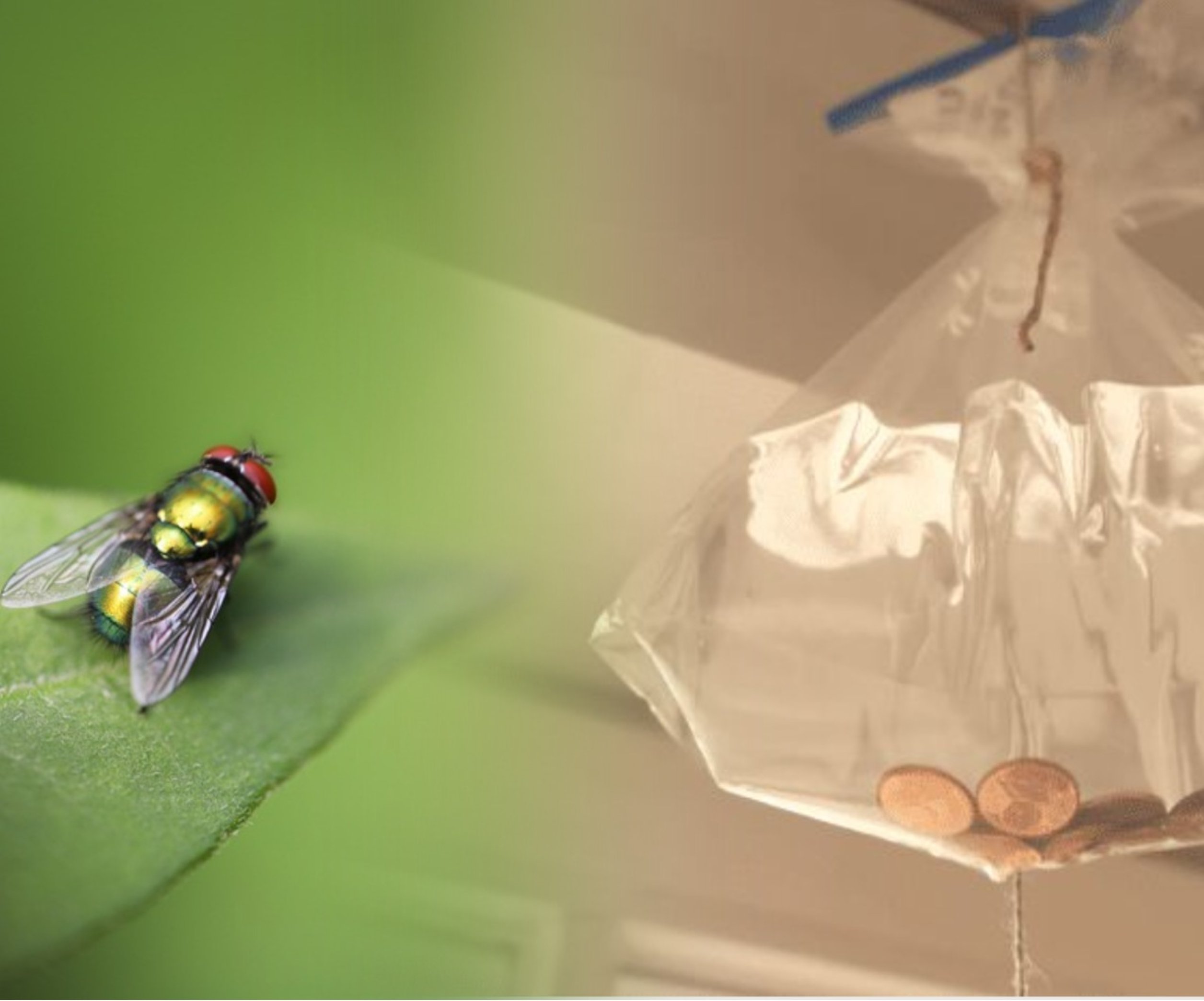 Как избавиться от мух в квартире или доме?