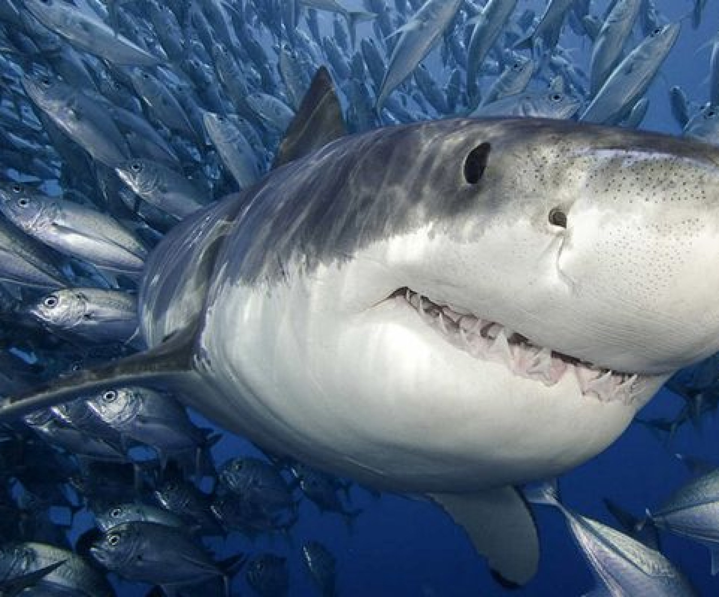 Самые красивые акулы в мире: описание, виды, фотографии