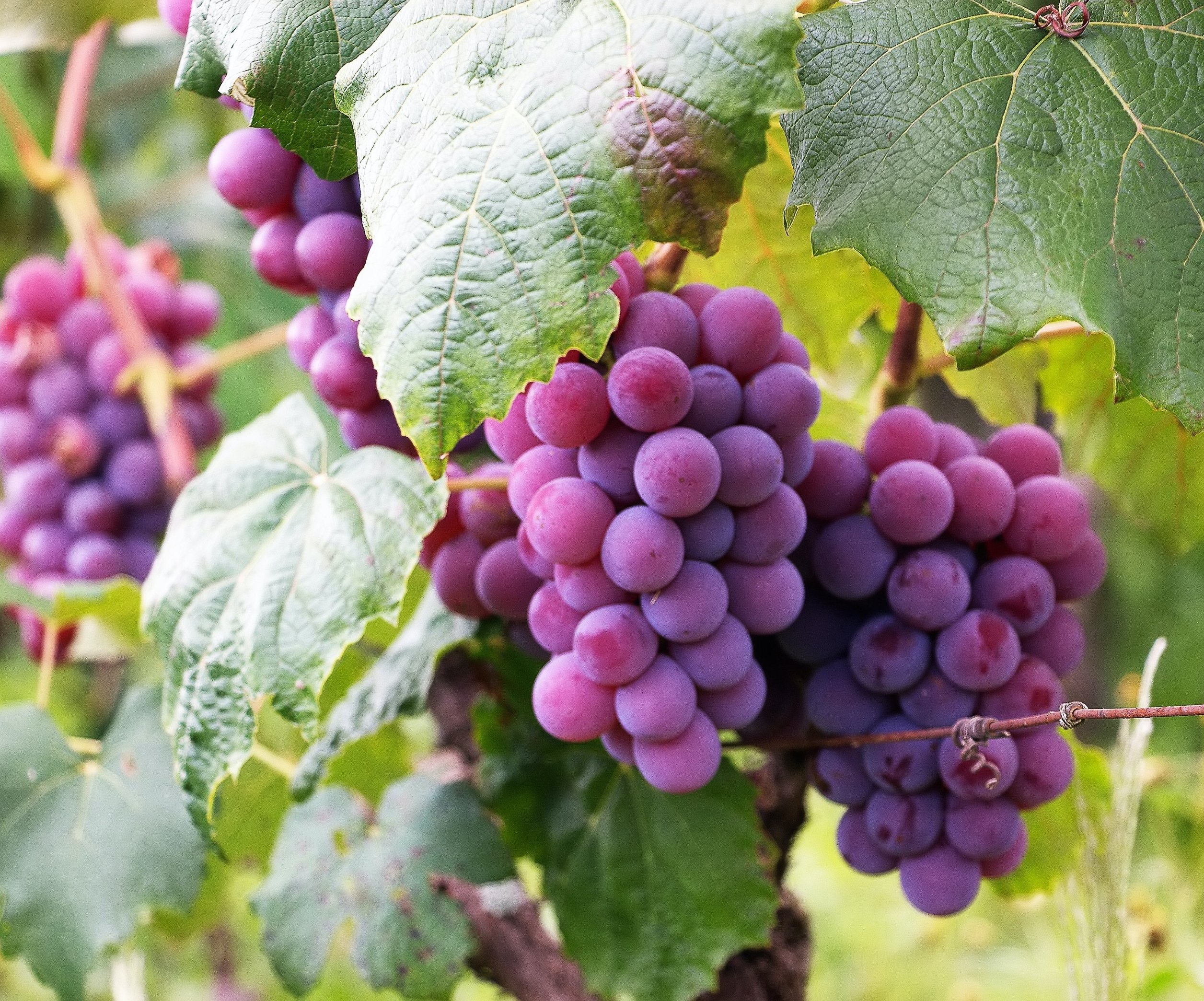 Как защитить виноград от птиц? Эффективная защита от воробьев и скворцов - советы и рекомендации