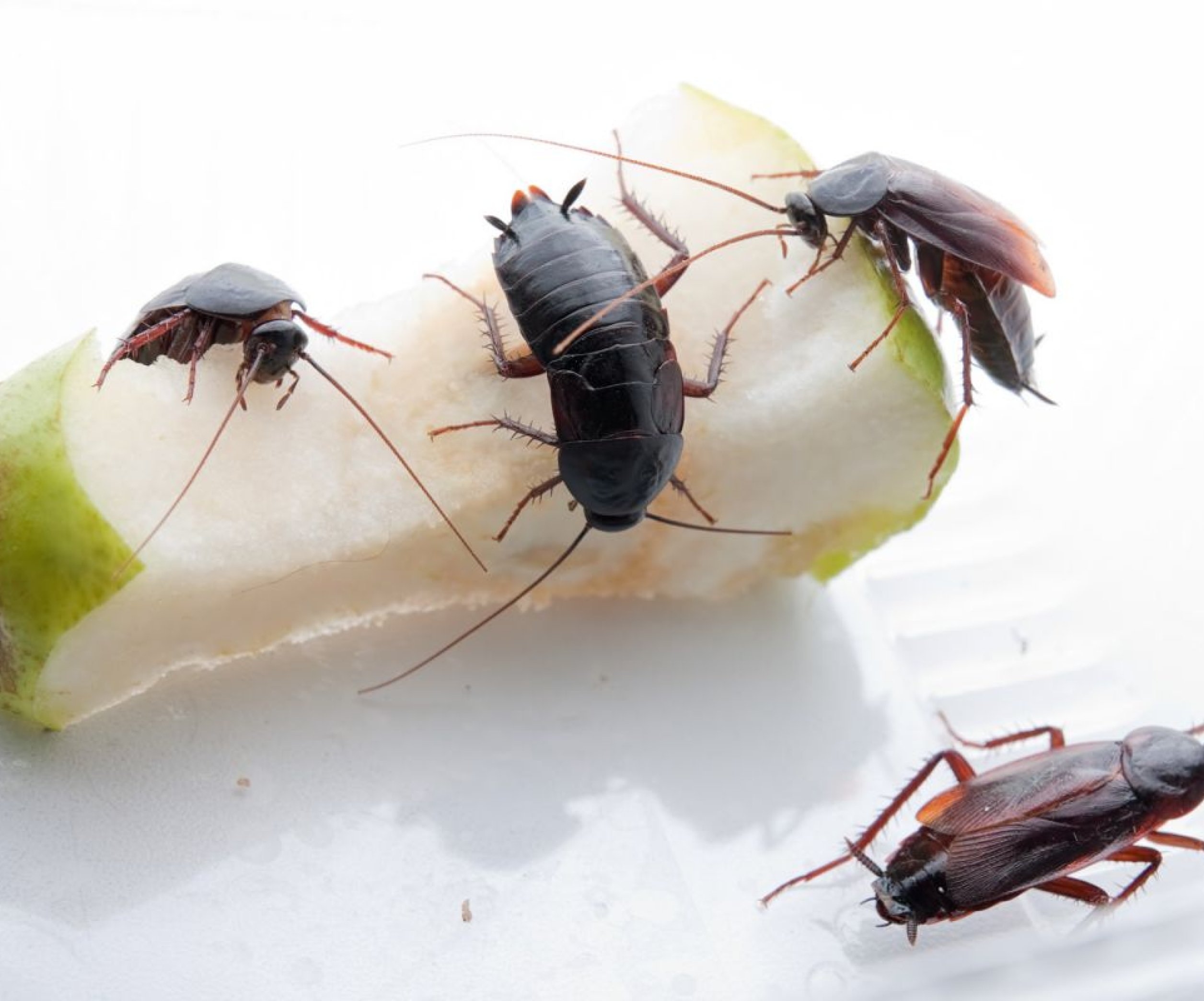 Как правильно травить тараканов в квартире народными средствами
