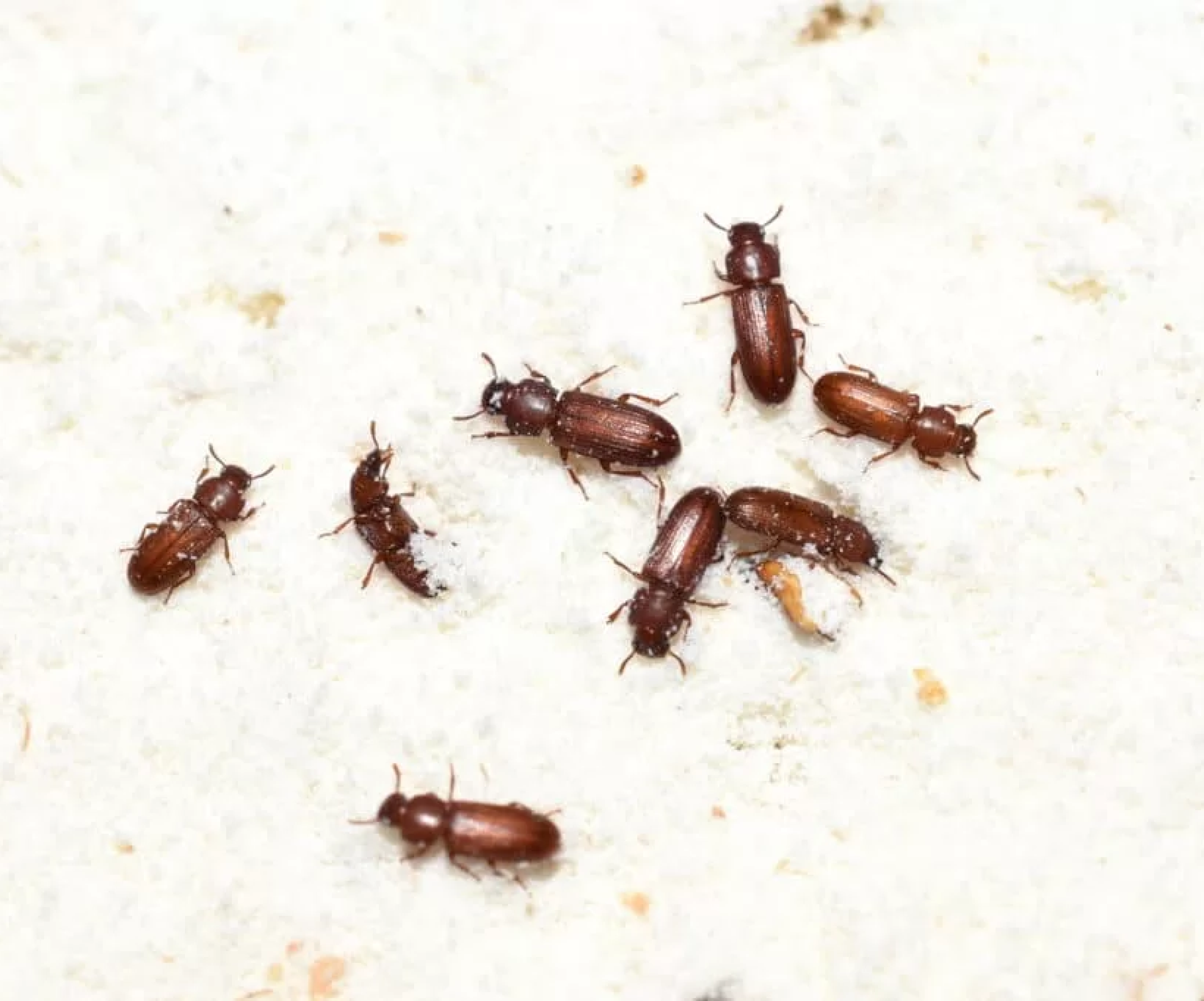 Как избавиться от жуков в крупах - простые лайфхаки - Телеграф