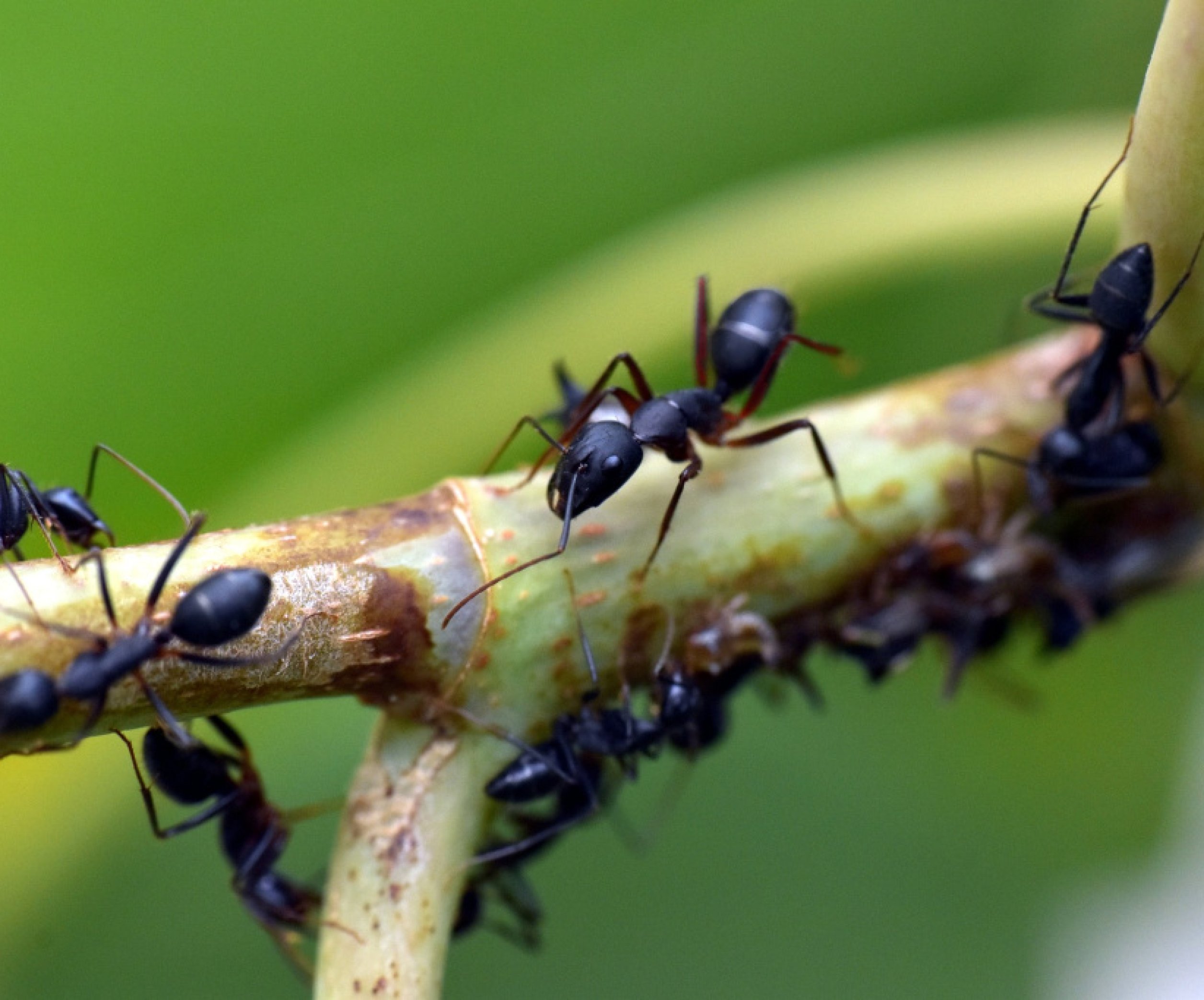 Нейтралізація: як певна рослина позбавляється мурах