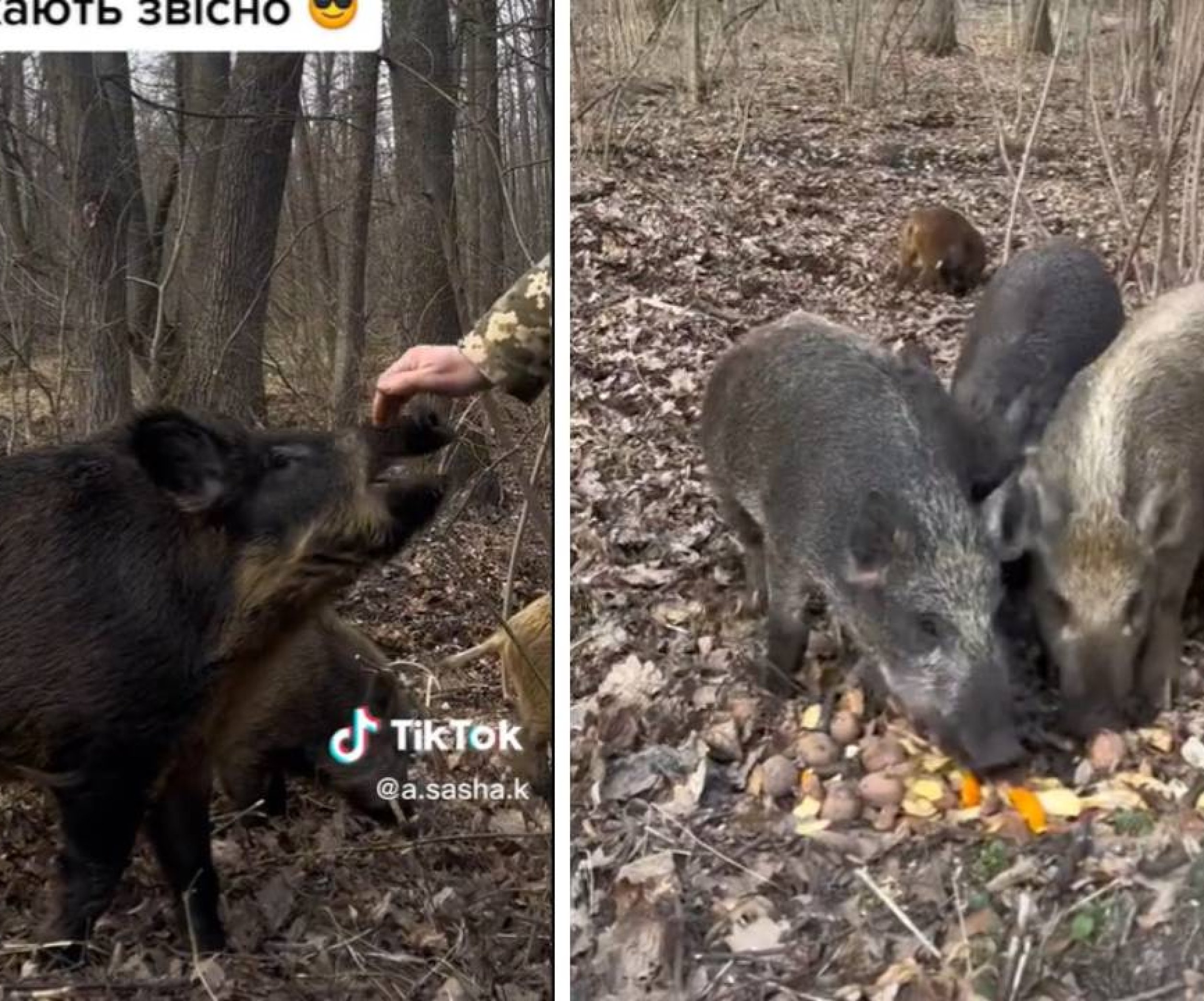 Кабаны в Черкасской области просят еду у людей и дают себя погладить —  видео - Телеграф