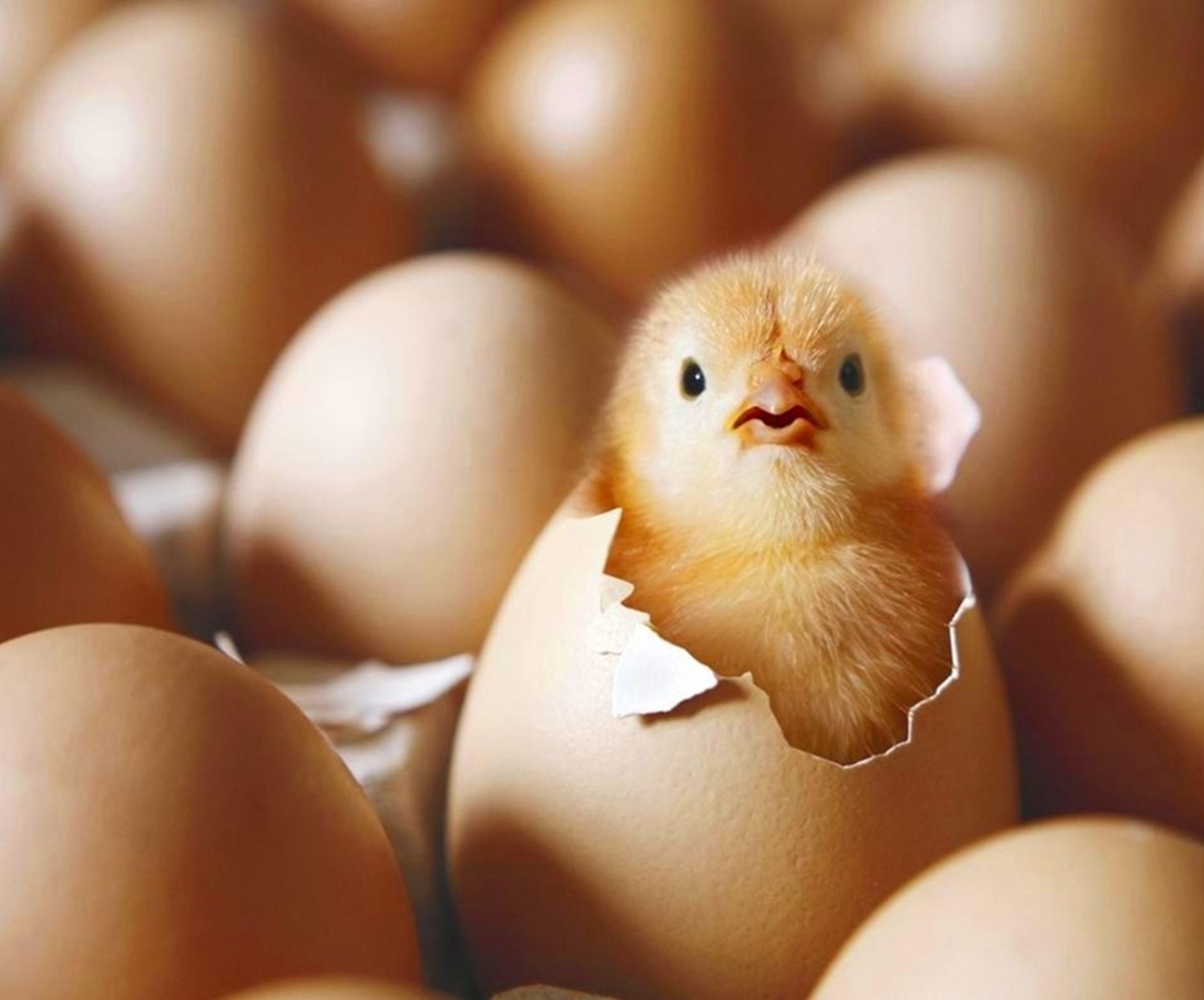 Почему куры не несут яйца