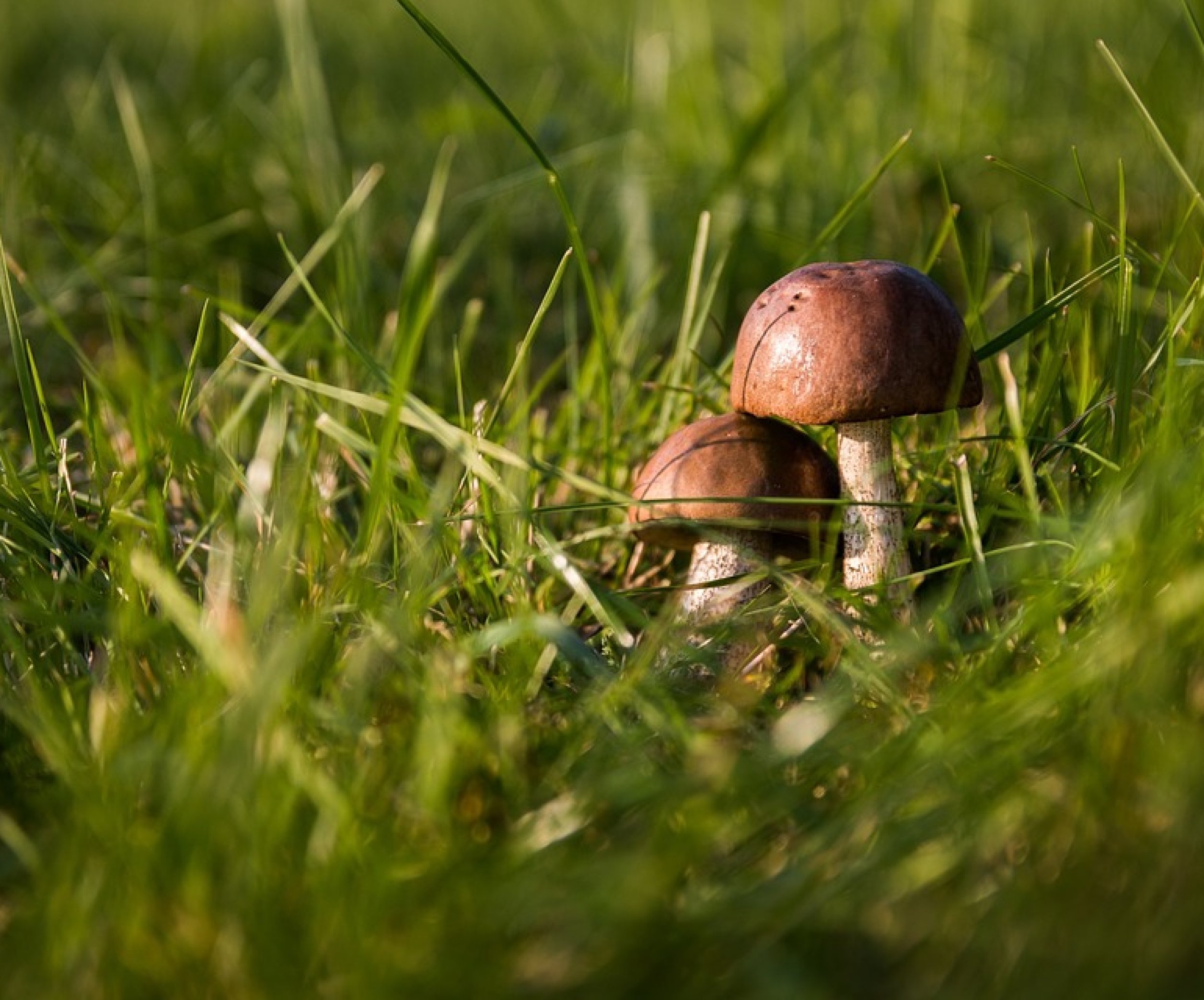 Когда можно собирать грибы в Украине и какие виды можно встретить в октябре - Телеграф