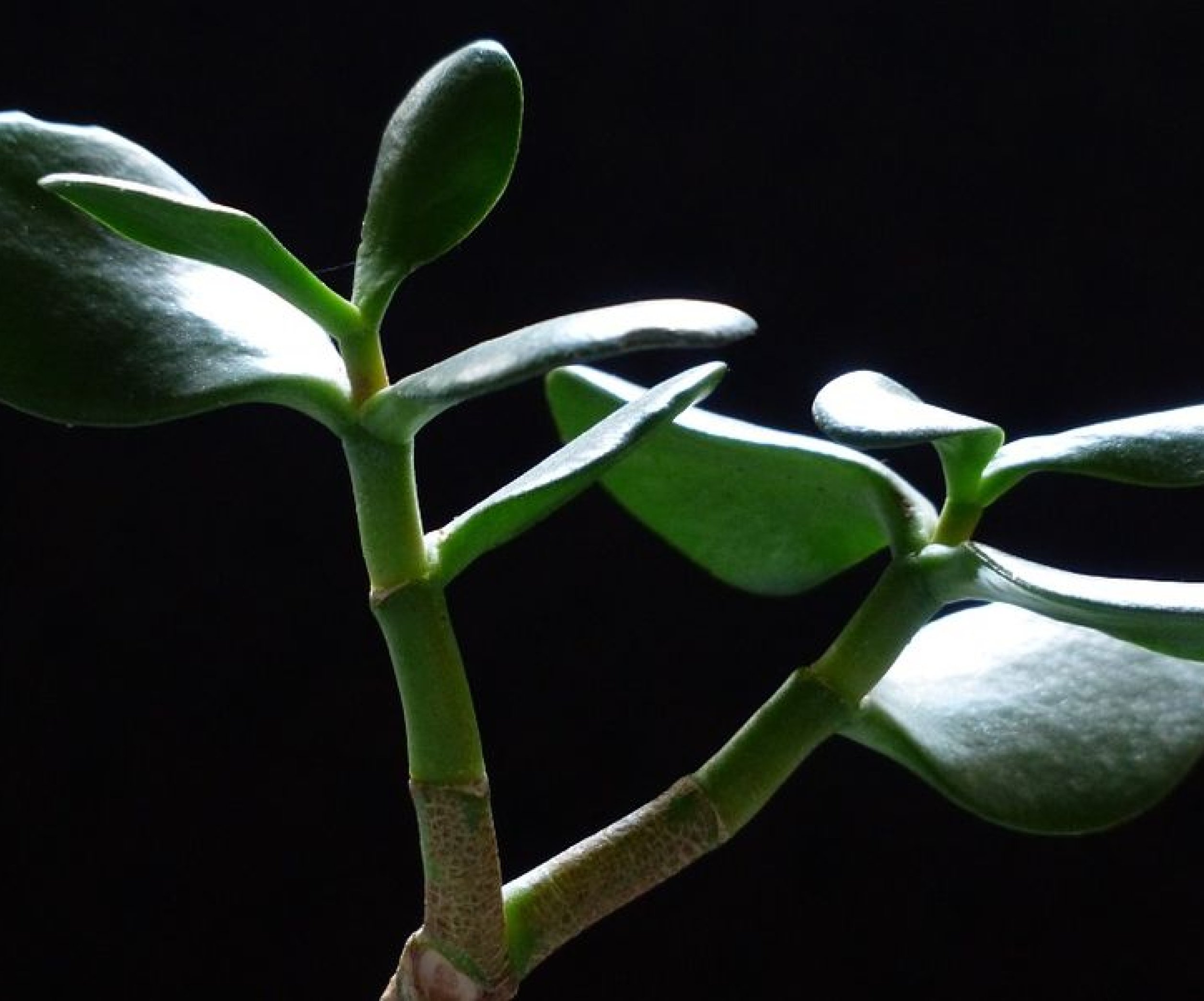 Можно ли создать денежное дерево самостоятельно в домашних условиях