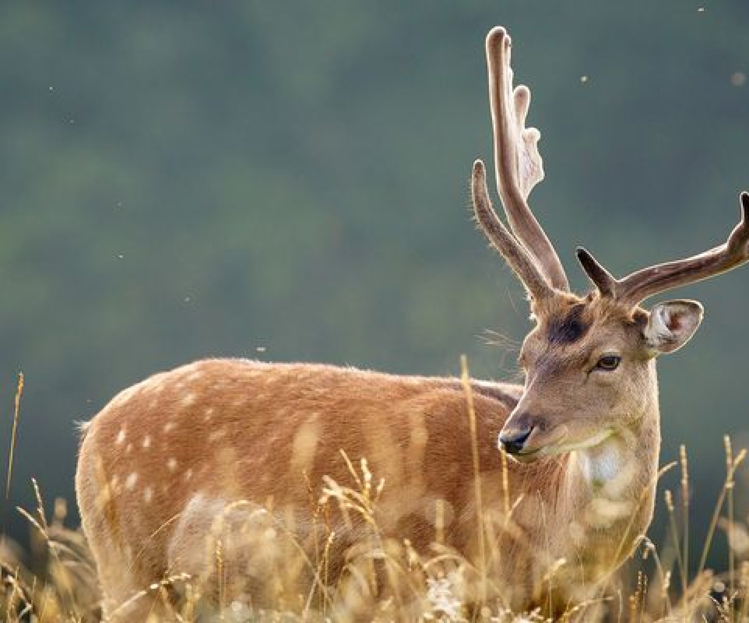 Сперматозоиды в придатках у северных оленей появляются за 35— 40 дней до гона