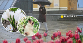 Цветы, кот и дождь