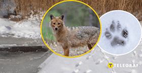 Следы хищников на снегу