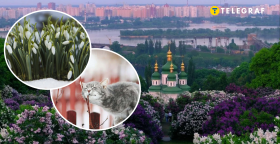 Киев, кот и Киев весной