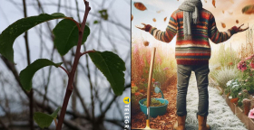 Що робити, якщо дерево не скидає листя, а зима вже близько