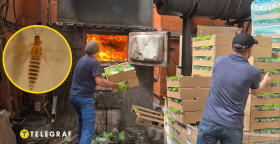 Зараженные грузы уничтожили в огне