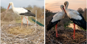 Аисты. Фото с камеры видеонаблюдения за гнездом