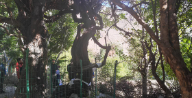 Найстаріший кущ винограду знайшли у Тибеті